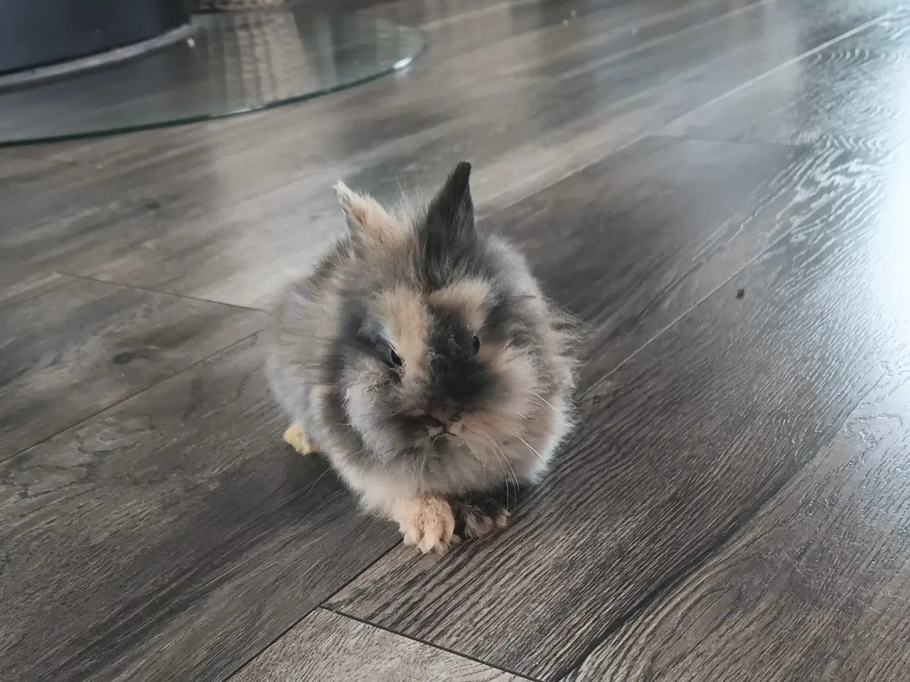 Billede 1 - Sød ung Teddy dværgkanin til salg 🐰 