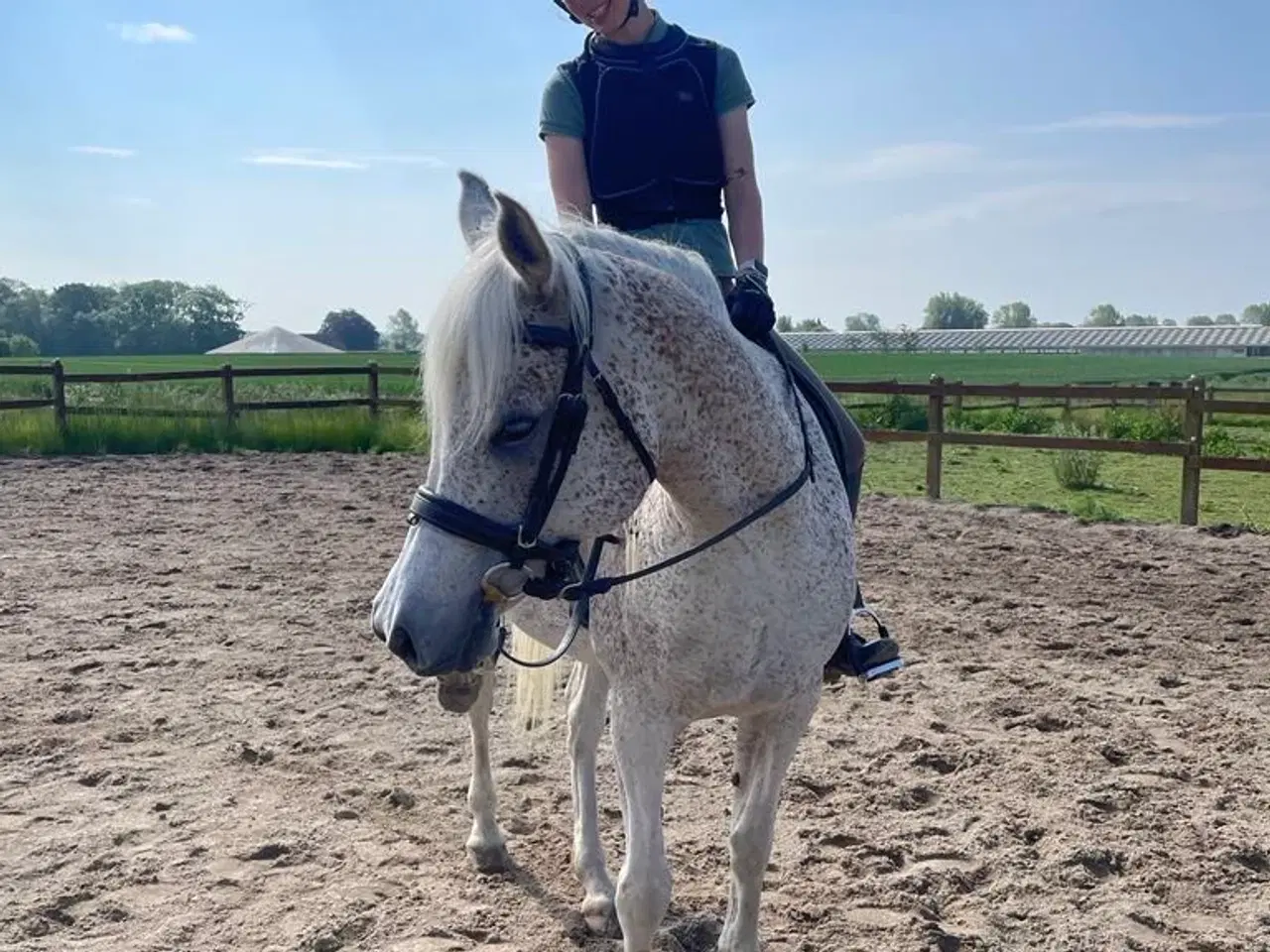 Billede 6 - Verdens bedste hest sælges