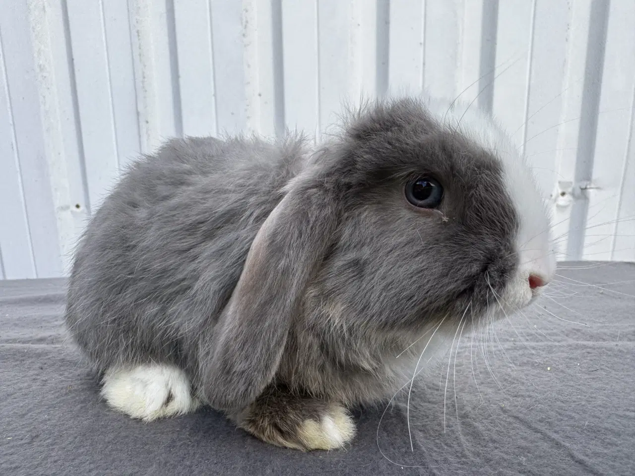 Billede 5 - Dværgvædder han kanin