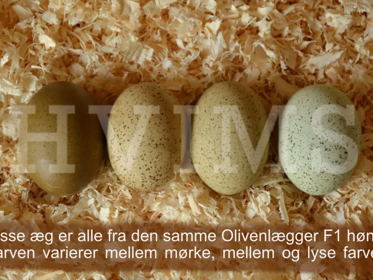 Billede 2 - Smukke blandingsæg i flere farver