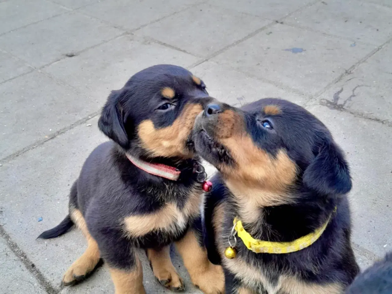 Billede 9 - Rottweiler hvalpe må rejse 20 Juni 2025