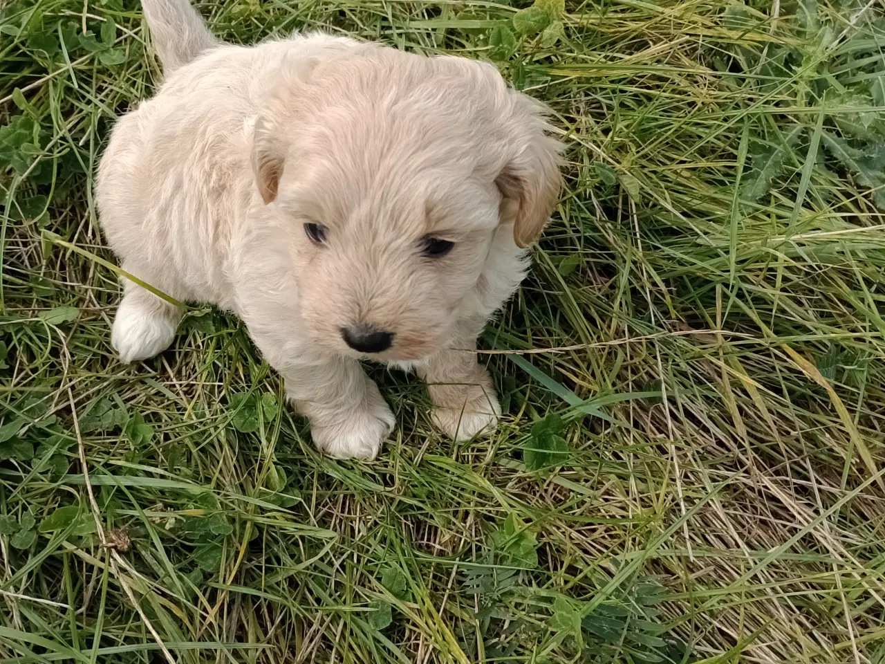 Billede 5 - Maltipoo hvalpe