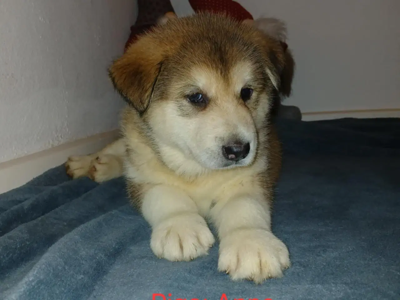 Billede 2 - Alaskan malamute hvalpe født d 8 november