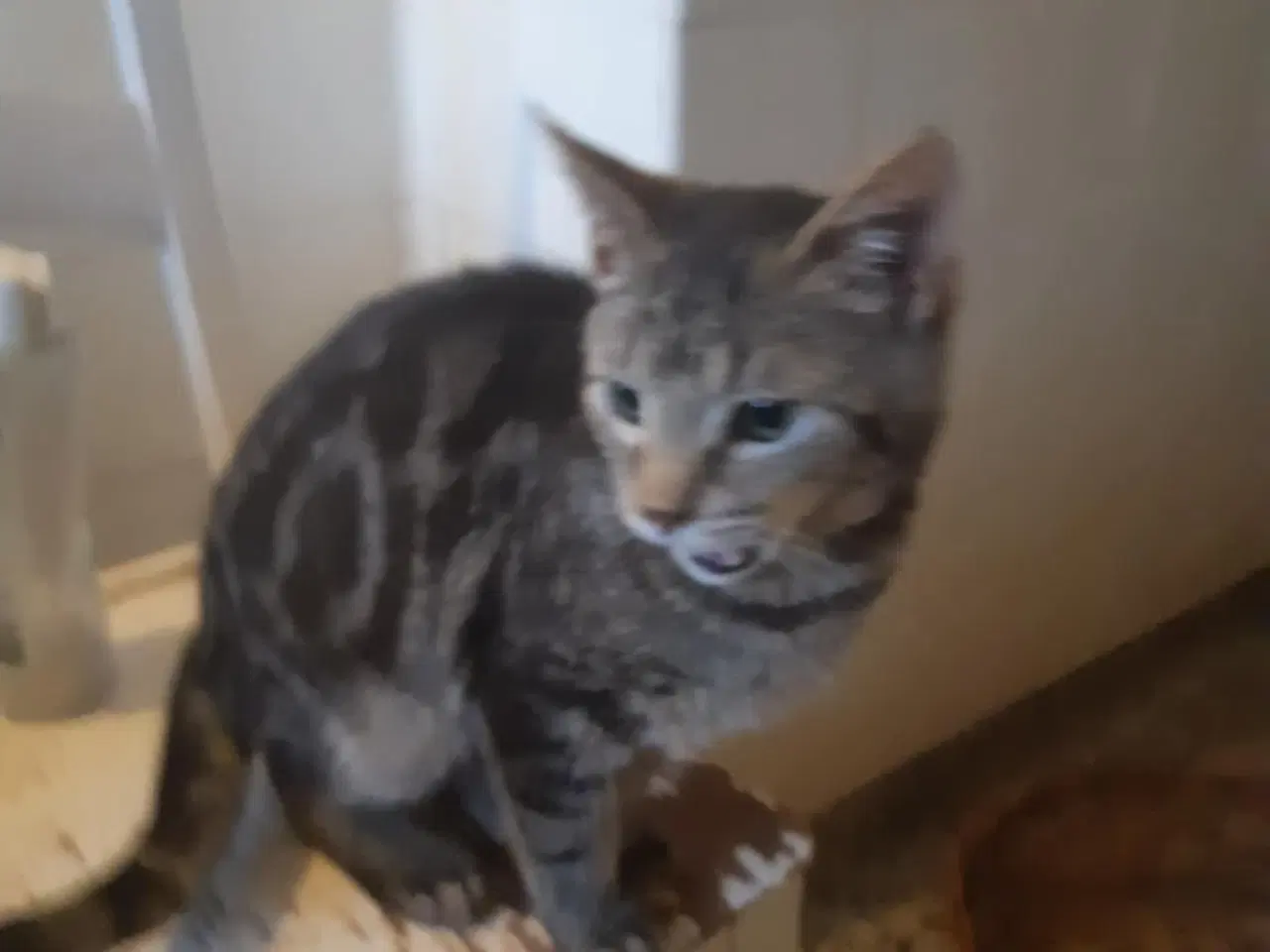 Billede 1 - Dejlige killinger fra efteråret 2025