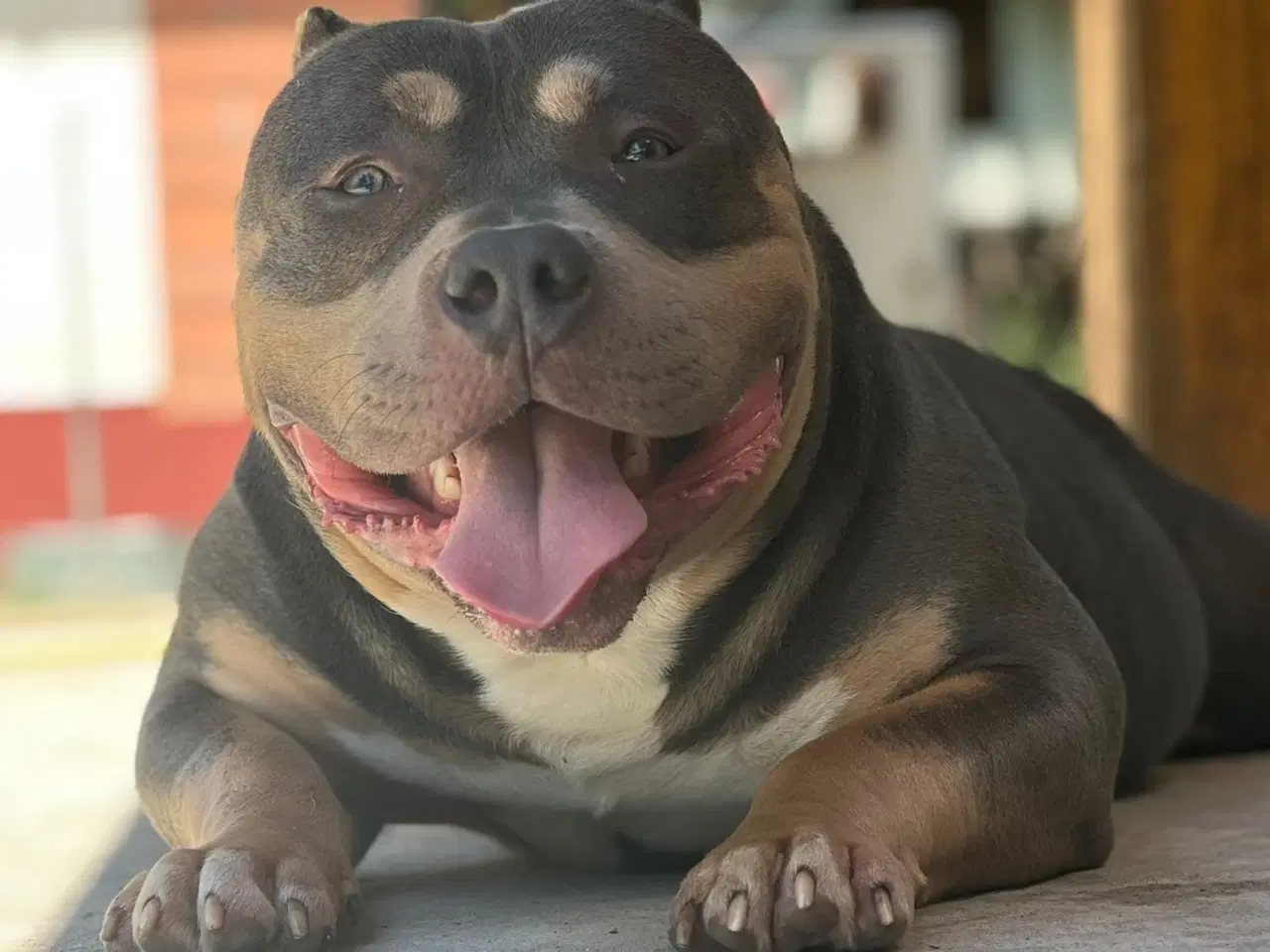 Billede 1 - American Bully Pocket ABKC 