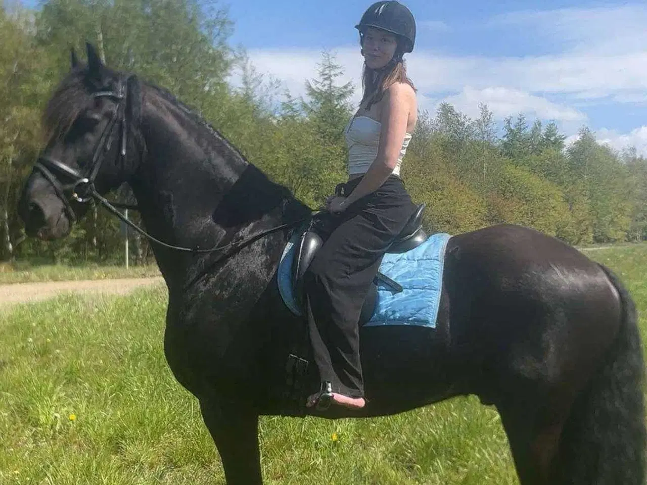Billede 1 - Friser vallak 16 år 