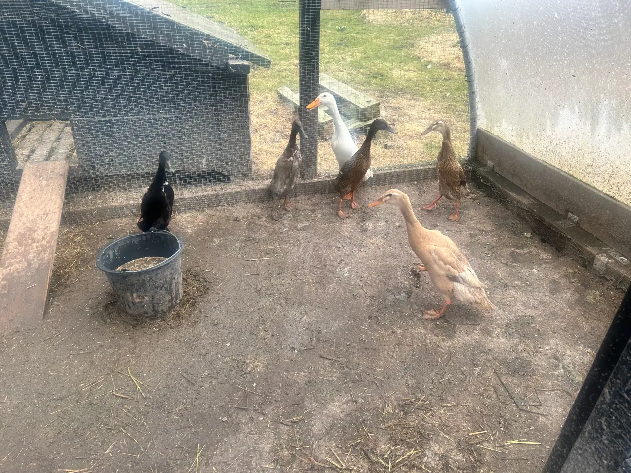 Billede 3 - Rugeæg fra løbeænder