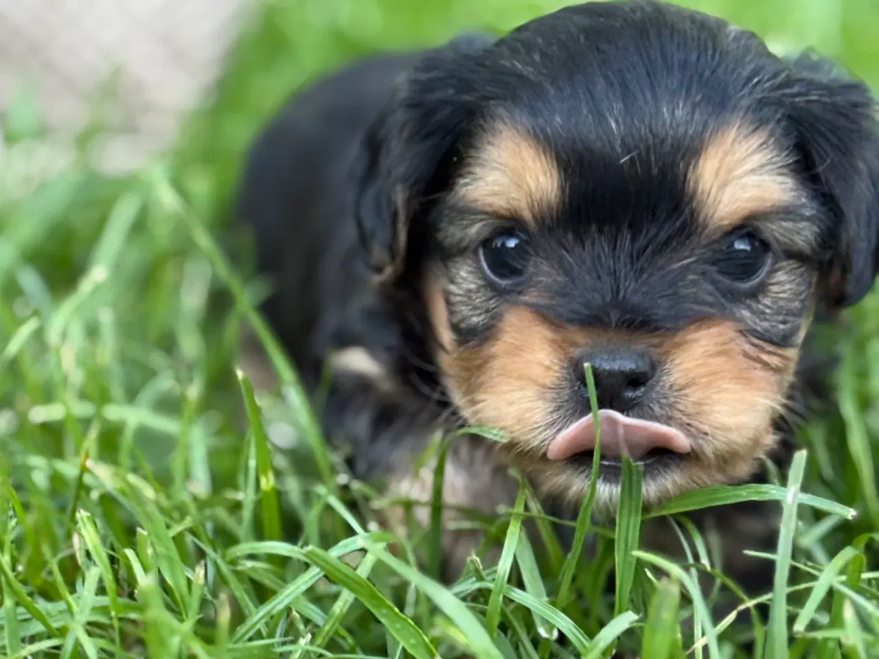 Billede 2 - Cavalier/Bichon Blanding 