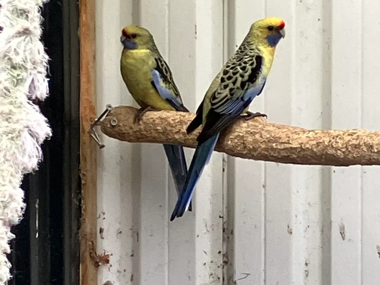 Billede 5 - 9 STK. DEJLIGE ROSELLAER TIL SALG