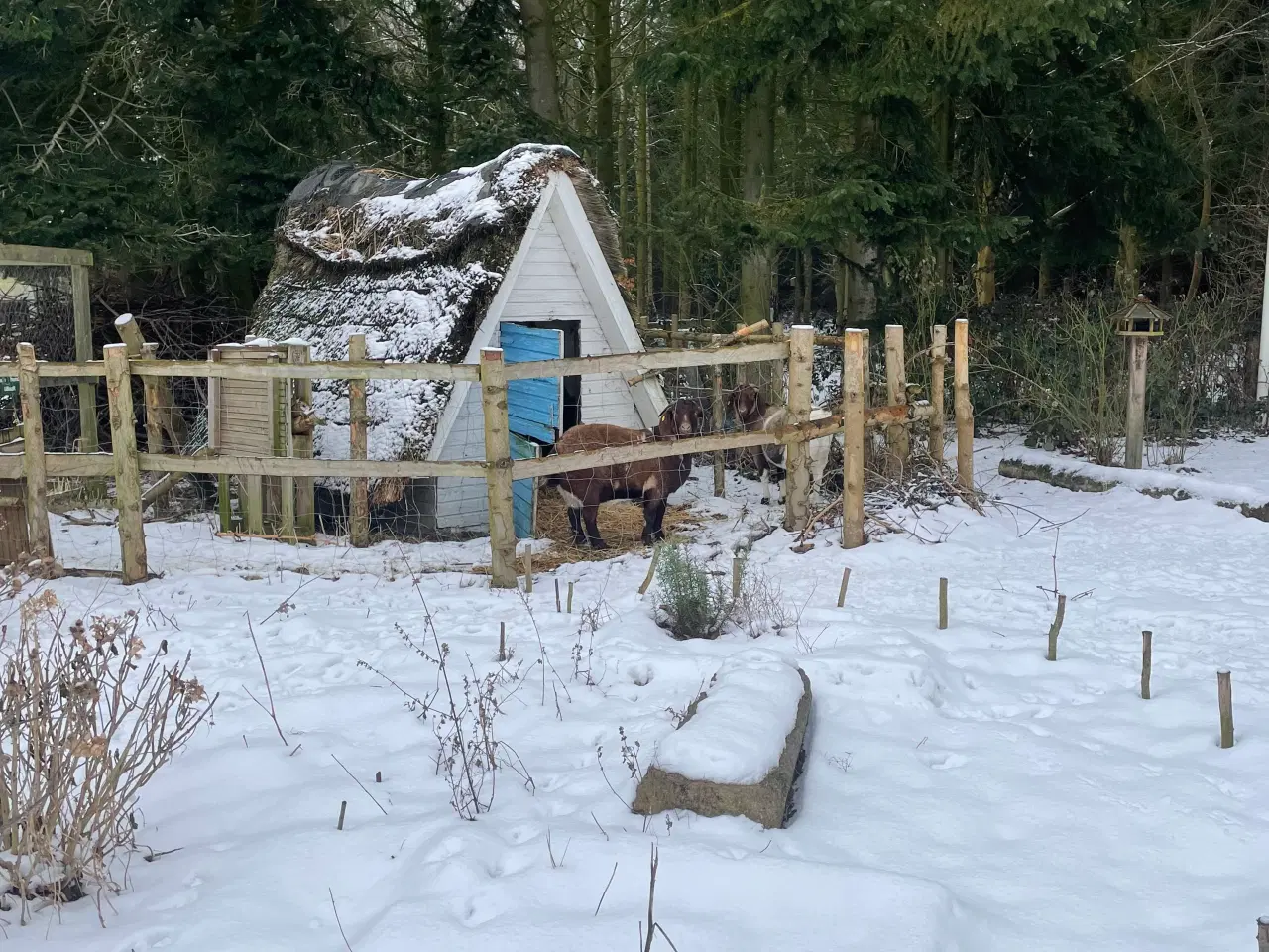 Billede 2 - Kærlig nyt hjem søges til to søde geder 🐐 🐐 