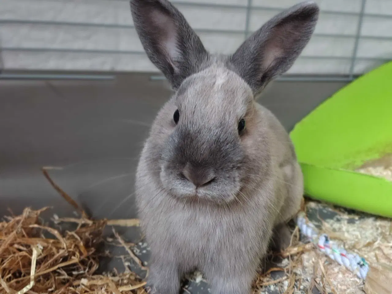 Billede 1 - Kastreret Hermelin 6 mdr gammel