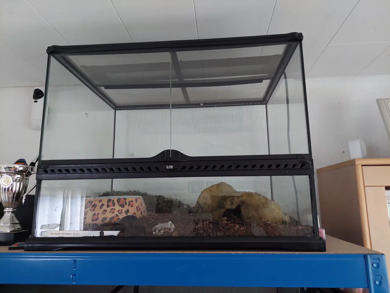 Billede 4 - Kornsnog Scaleless