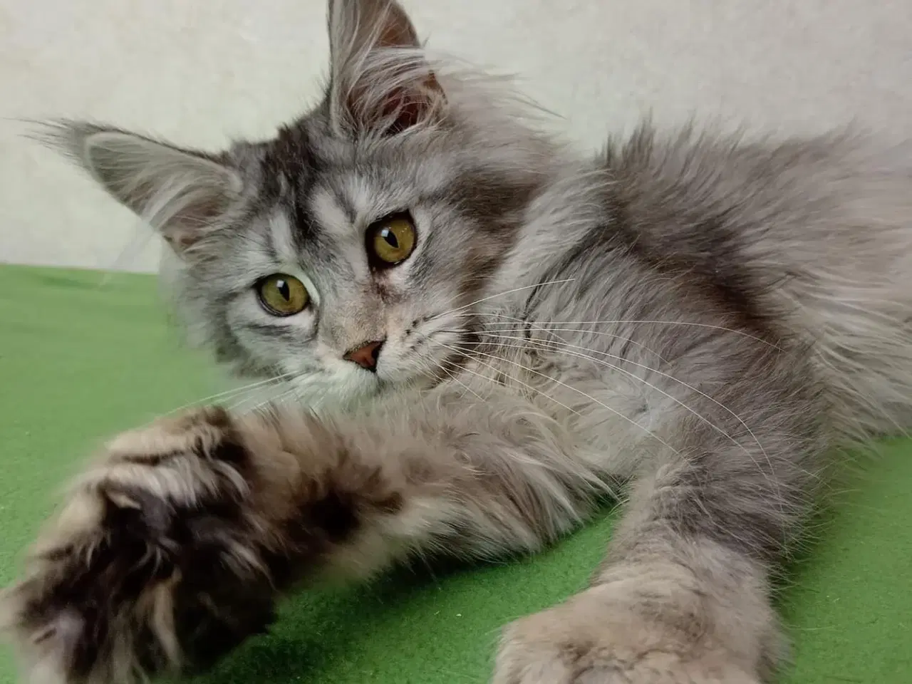 Billede 6 - Maine coon 