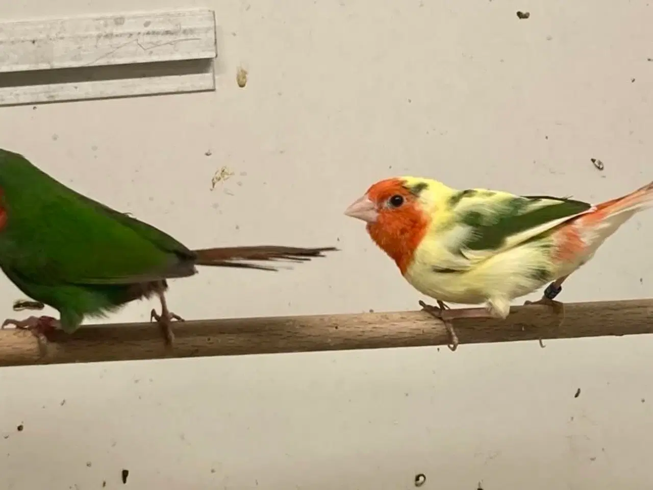 Billede 1 - Rødhovedet papegøjeamadiner