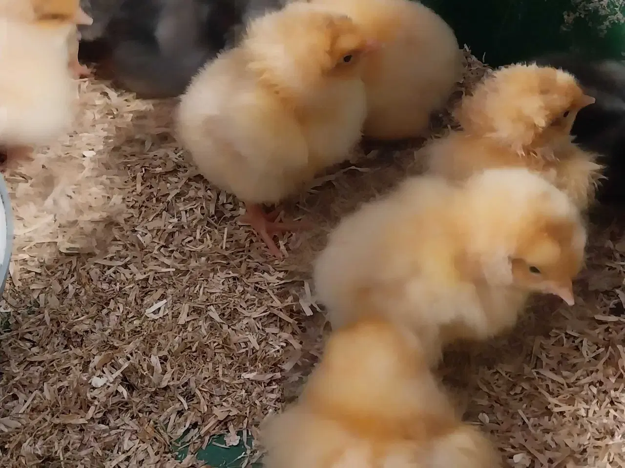 Billede 5 - Kyllinger søger nyt hjem 