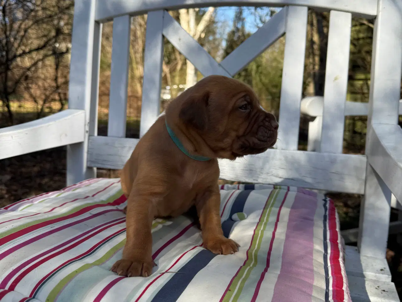 Billede 8 - Smukke fransk mastiff/Dogue de Bordeaux hvalpe 🐾