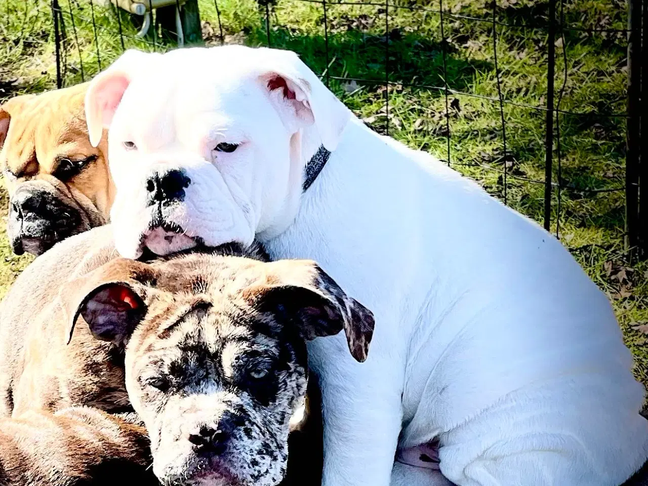 Billede 6 - Olde English bulldog 6 mdr