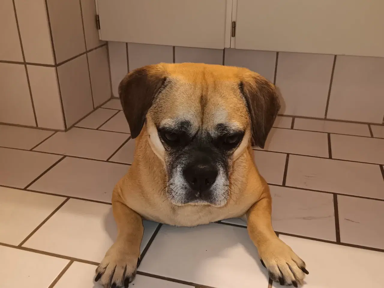 Billede 1 - Mops/Beagle