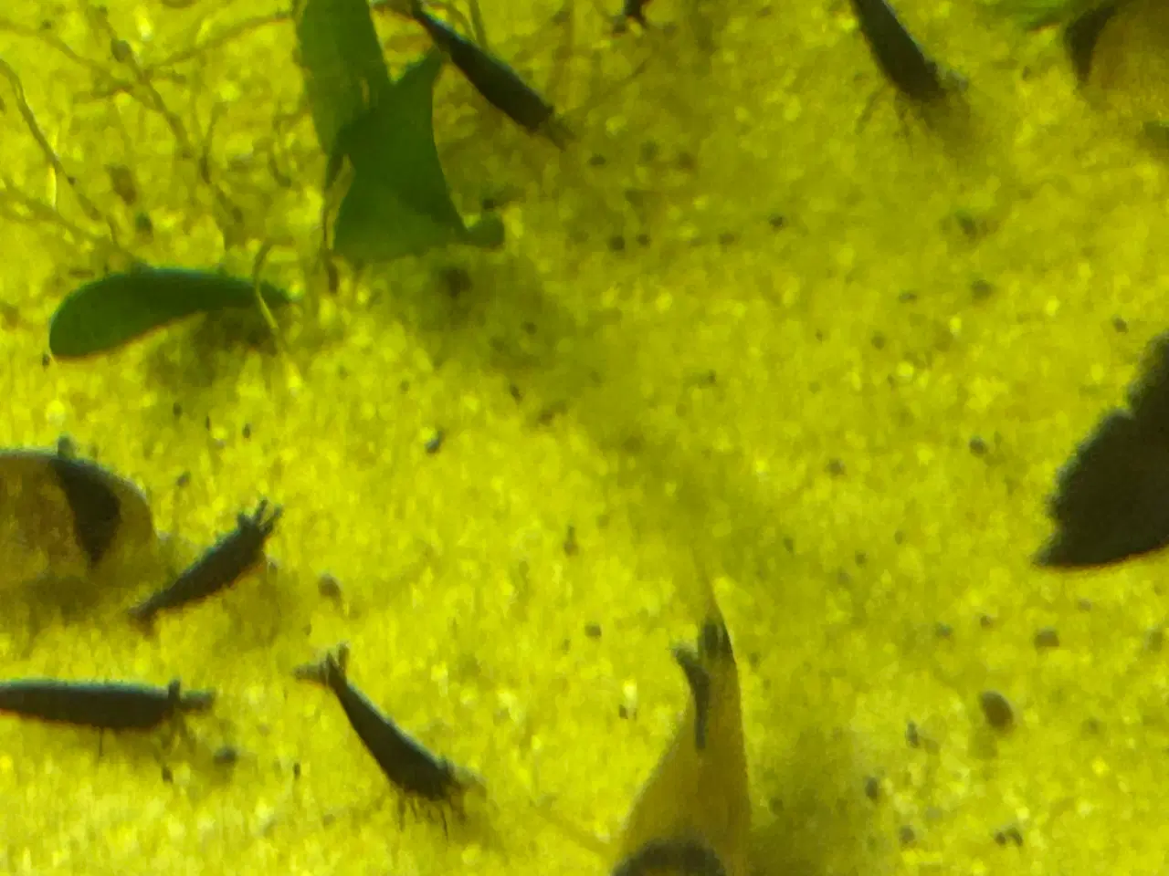 Billede 3 - 🦐🖤 Sort kirsebær reje – dyb sort farve | GLS 