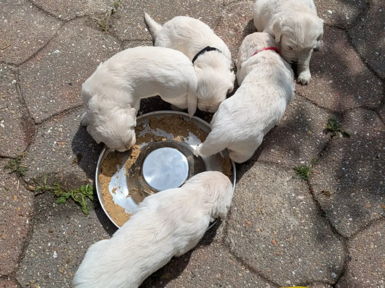 Billede 3 - Golden Retriever  hvalpe