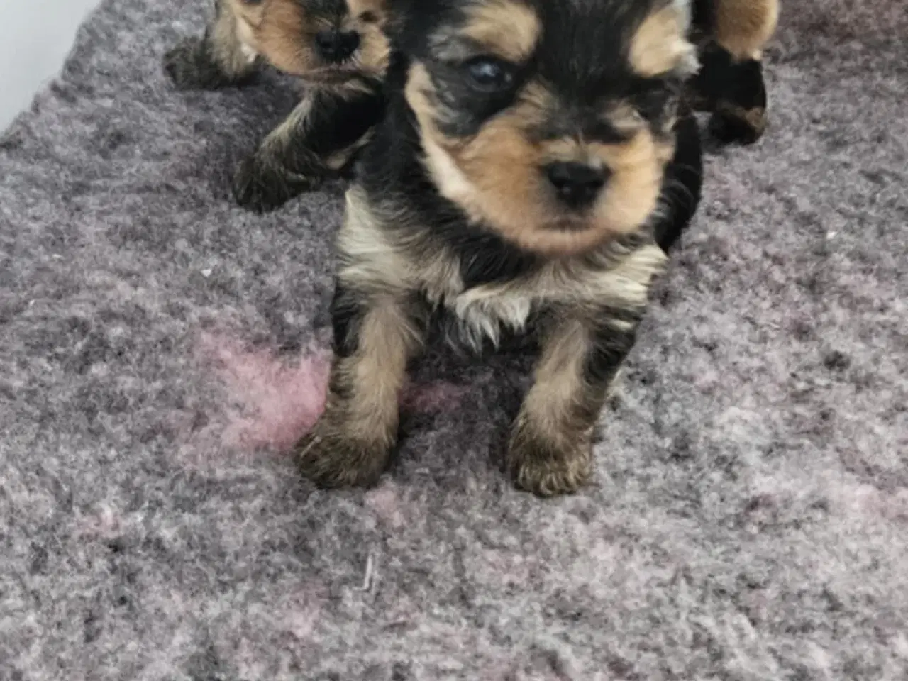 Billede 9 - 4 Yorkshire terrier hvalpe søgør kærlige hjem