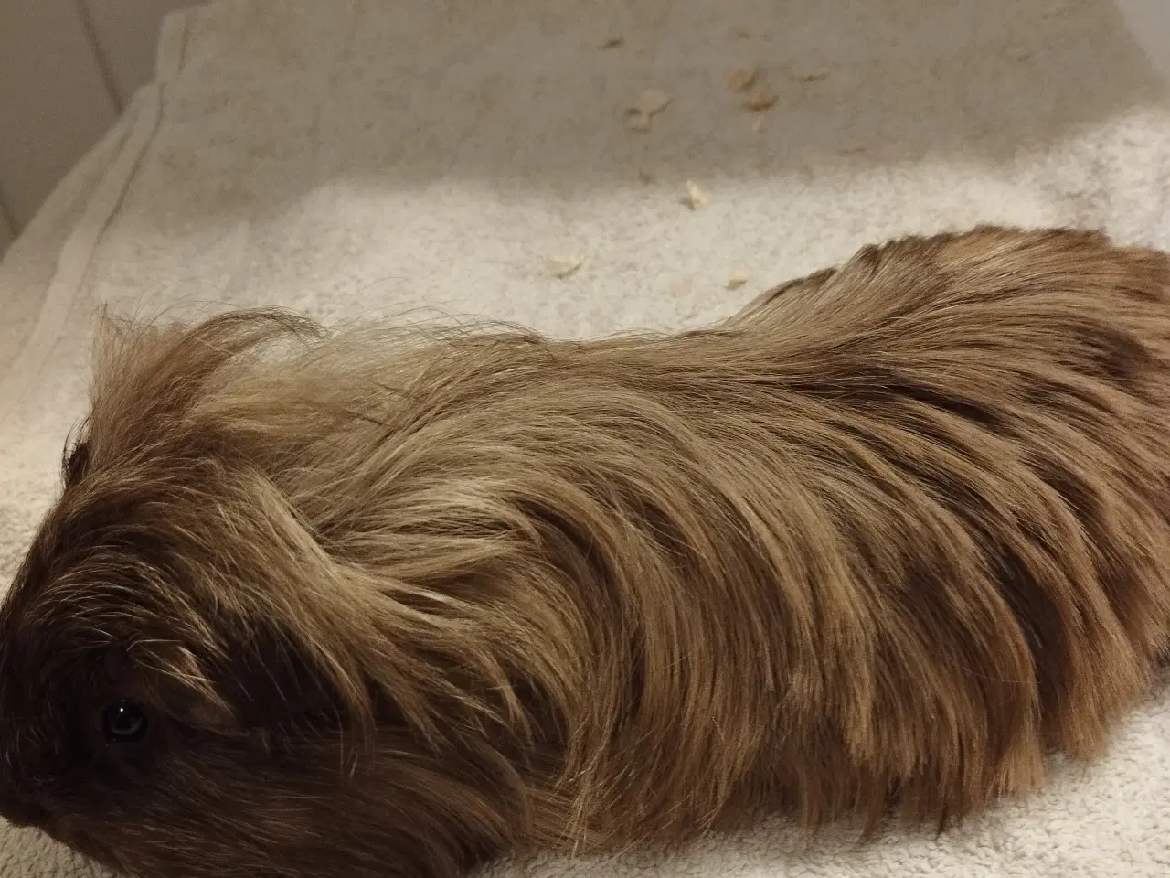 Billede 12 - Ægte sheltie, puruaner ,Texel ,lang hårs hvirvler.