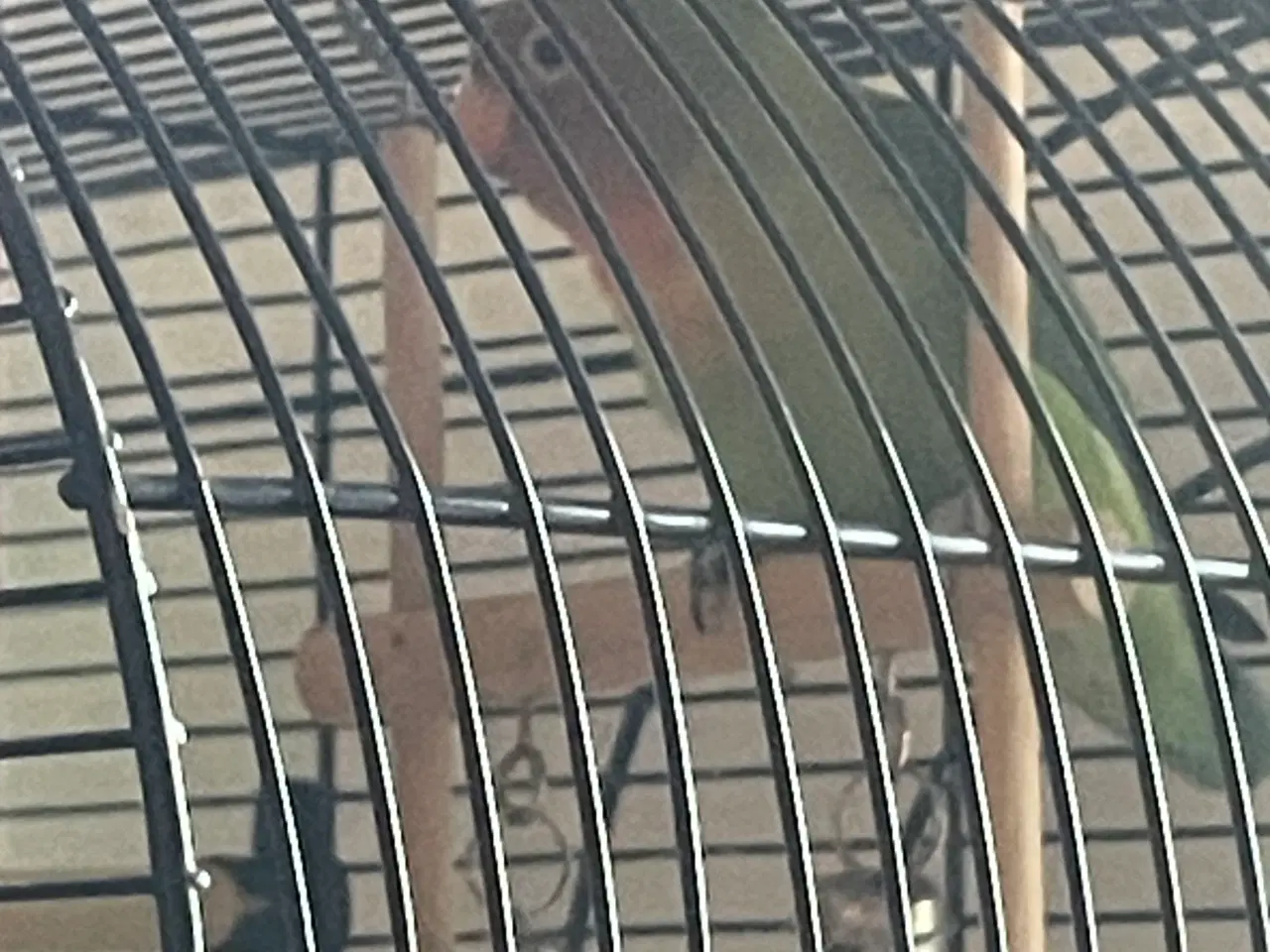 Billede 2 - Dværgpapegøjer m bur  