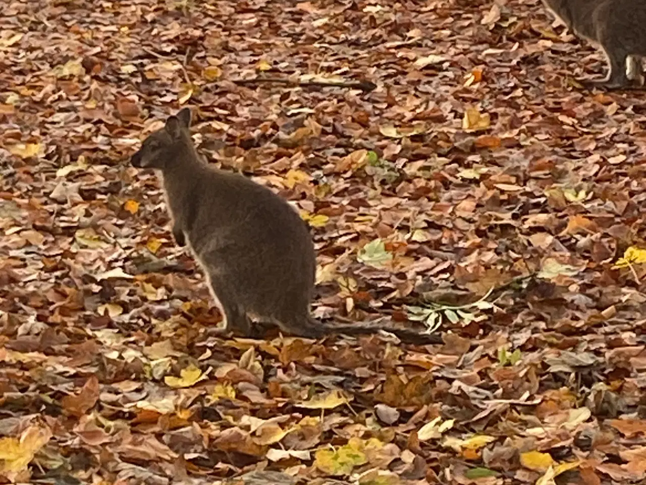 Billede 2 - Kænguro