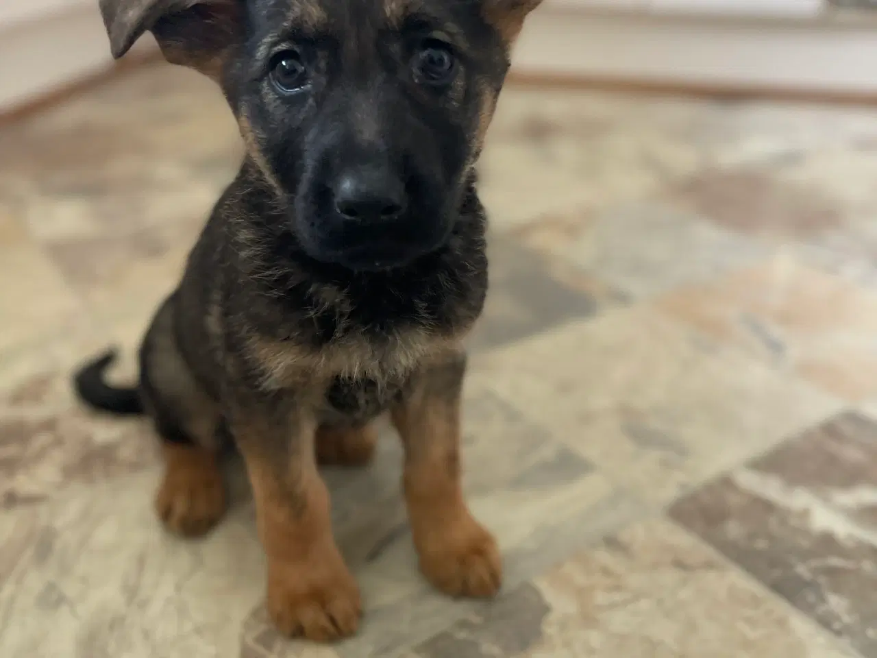 Billede 1 - Schæfer hvalpe