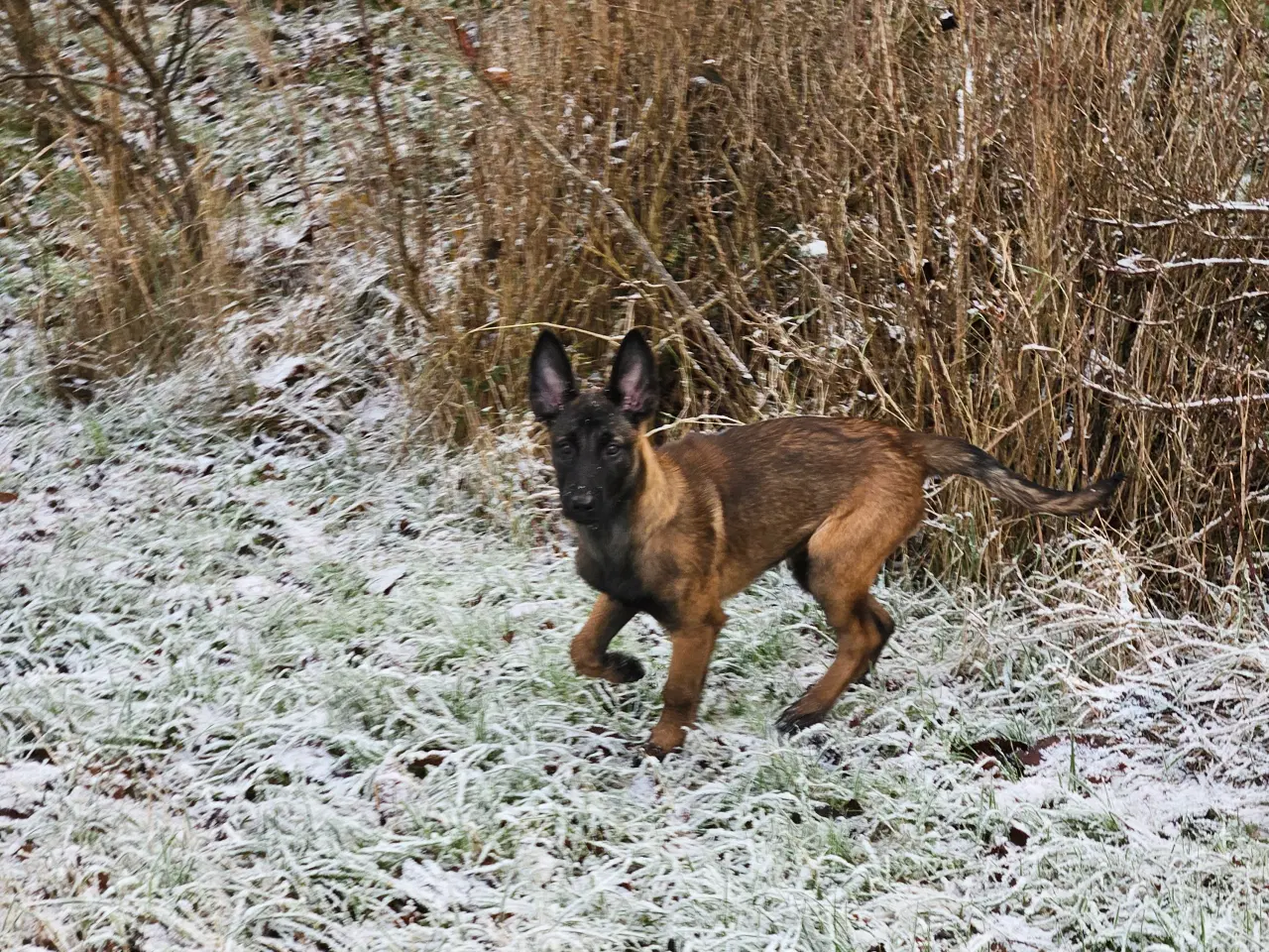 Billede 3 - Belgisk Malinois hvalpe til salg 