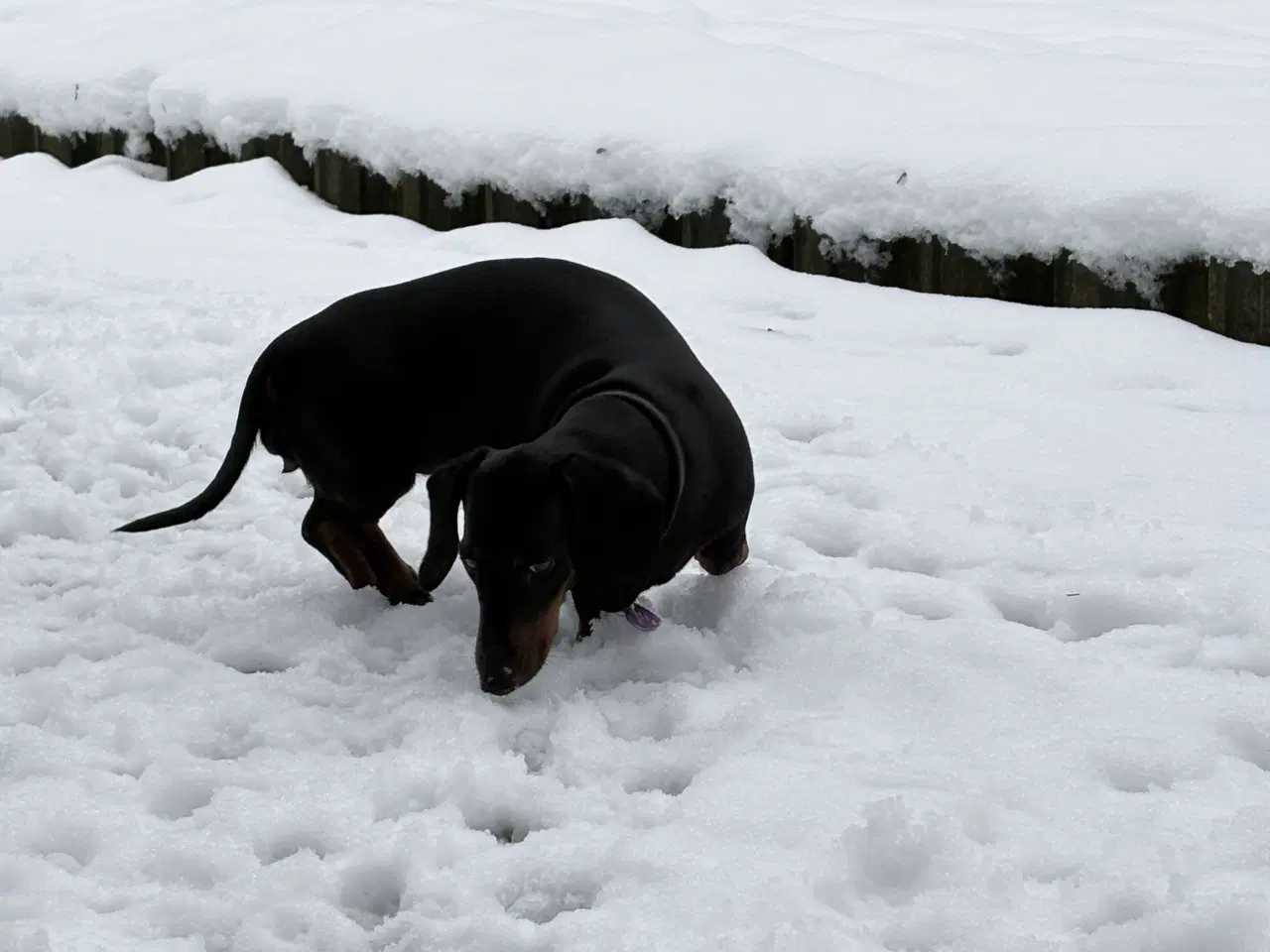 Billede 5 - Standard Black/Tan Tæve 