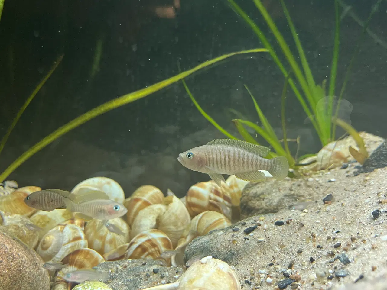 Billede 2 - Neolamprologus Multifasciatus