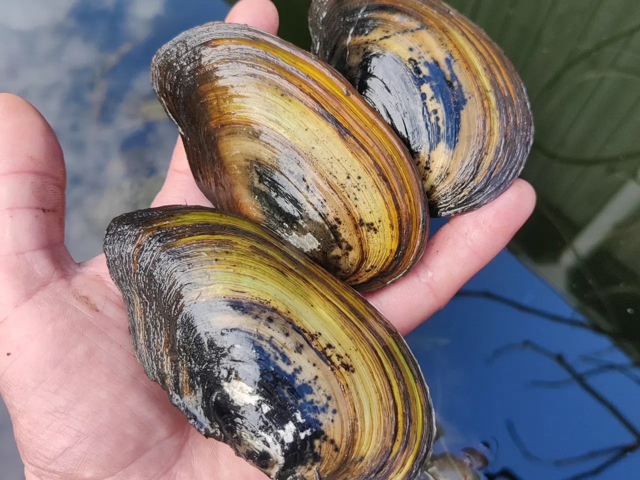 Billede 1 - Dammuslinger-Et naturligt filter