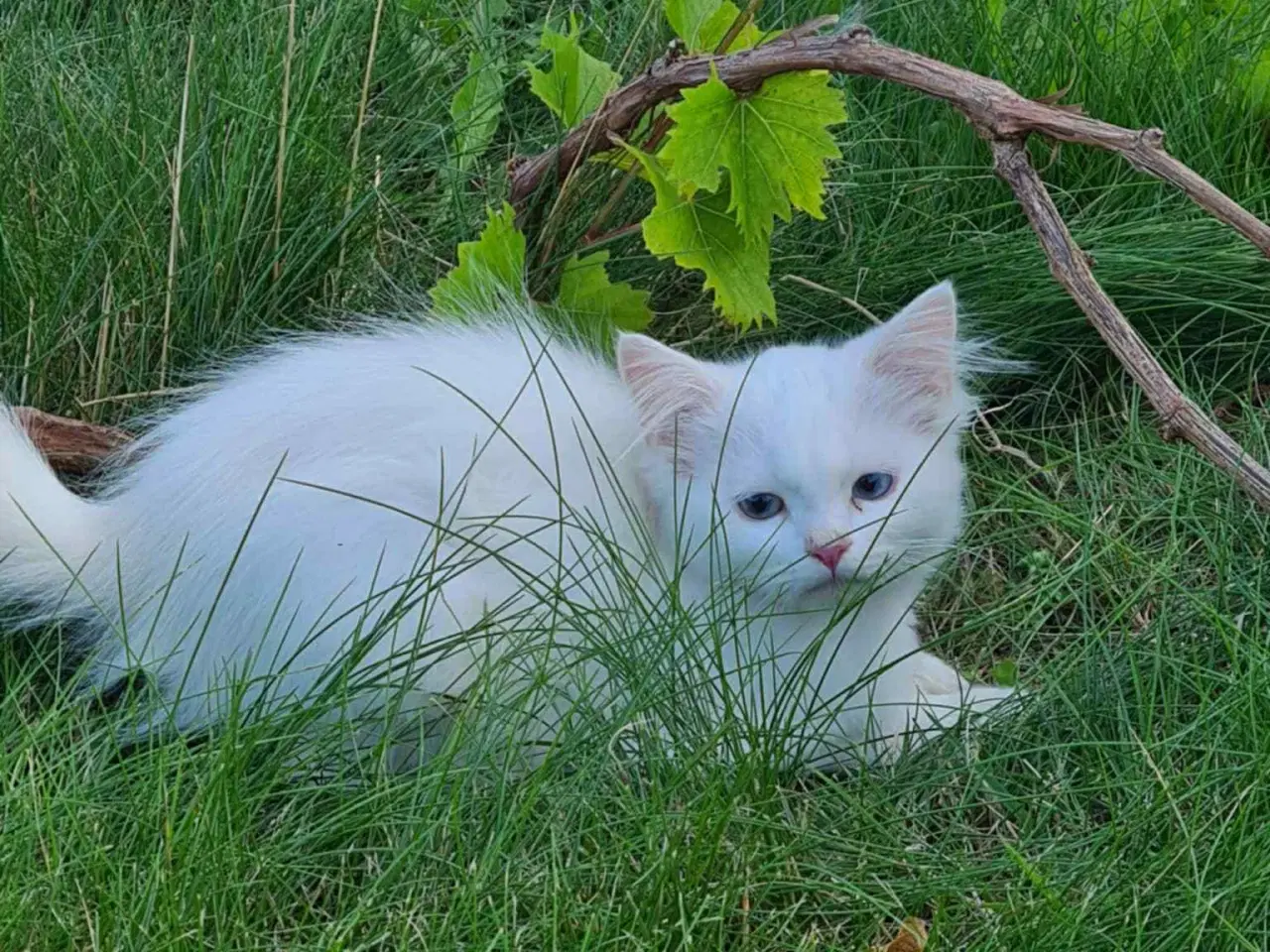 Billede 2 - Ragdoll blanding 