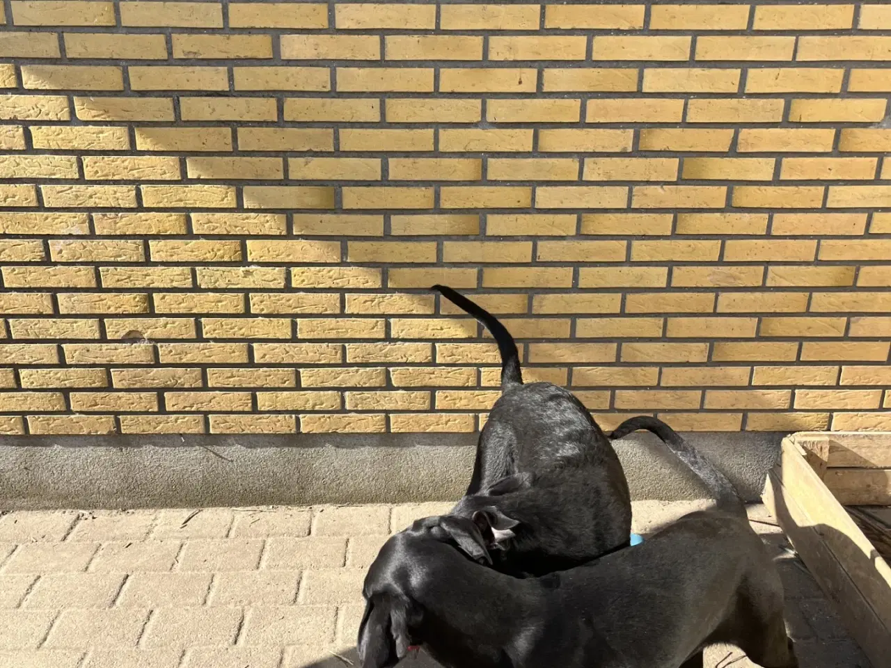 Billede 4 - 2 søde og aktive Dobermann blandingshvalpe