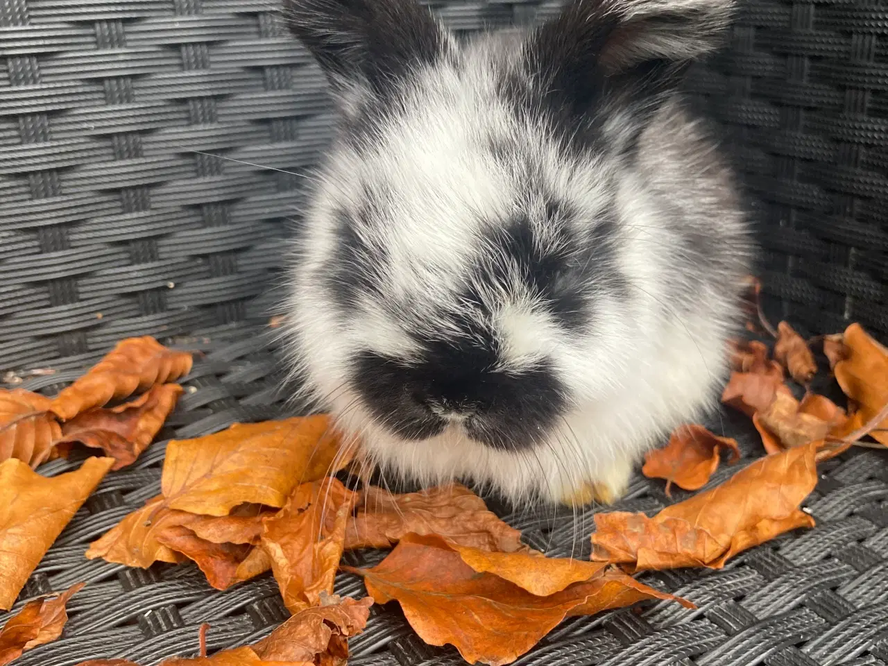 Billede 5 - Løvehoved og miniloop blanding 