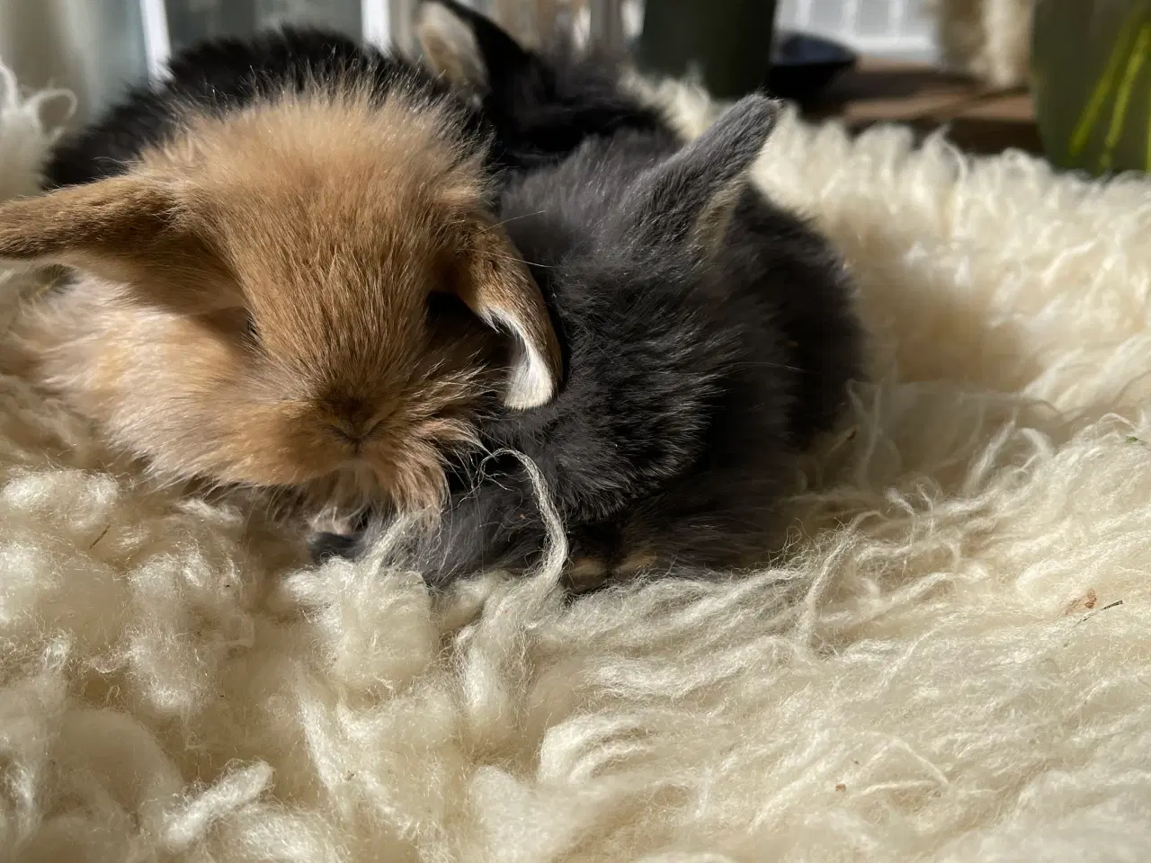 Billede 4 - Mini Lop kaninunger sælges