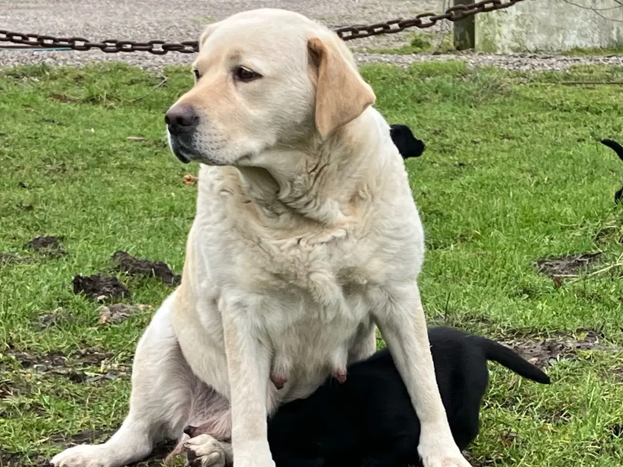 Billede 7 - Labrador hvalpe