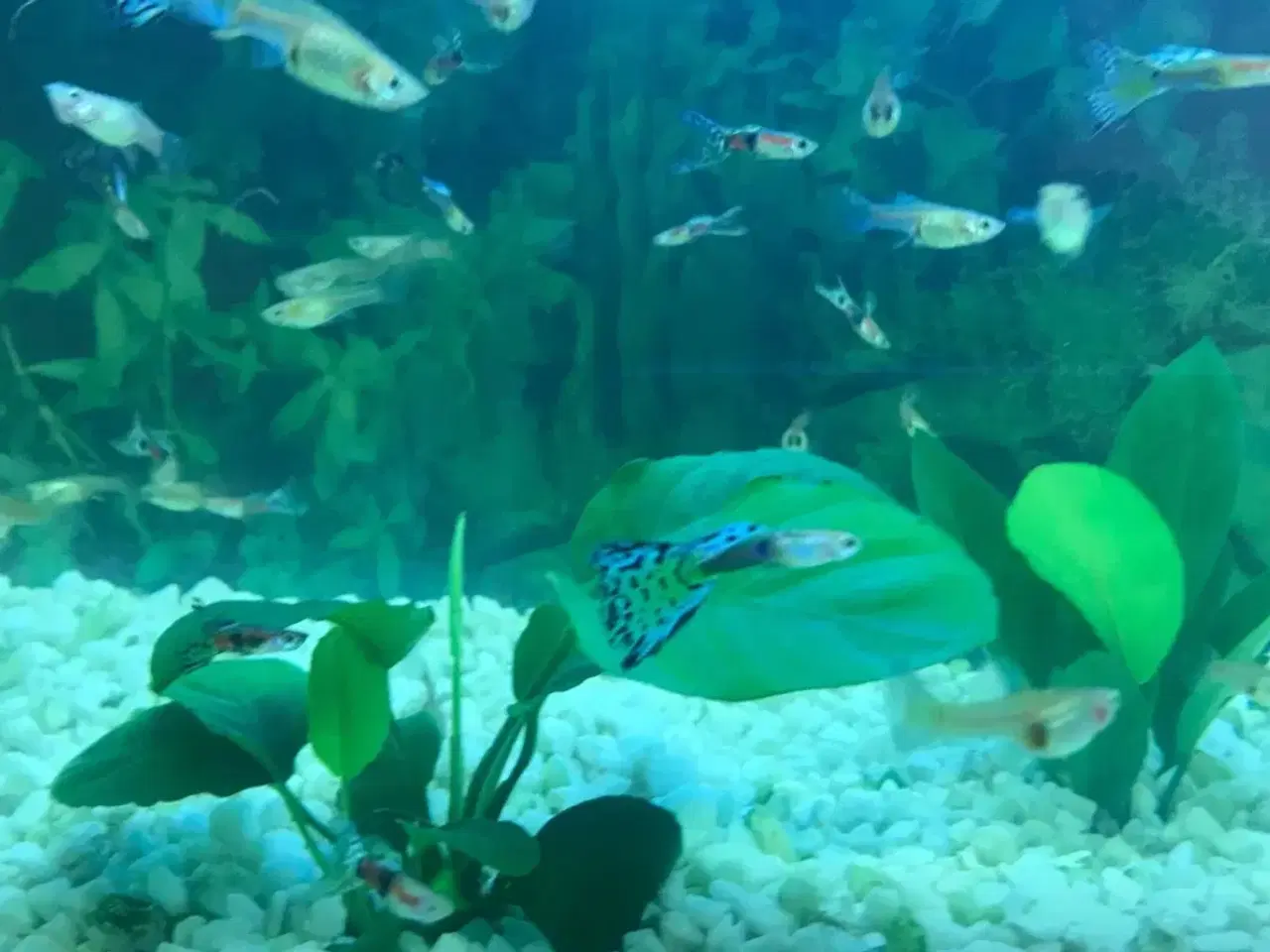 Billede 4 - EGET AVL sunde guppy