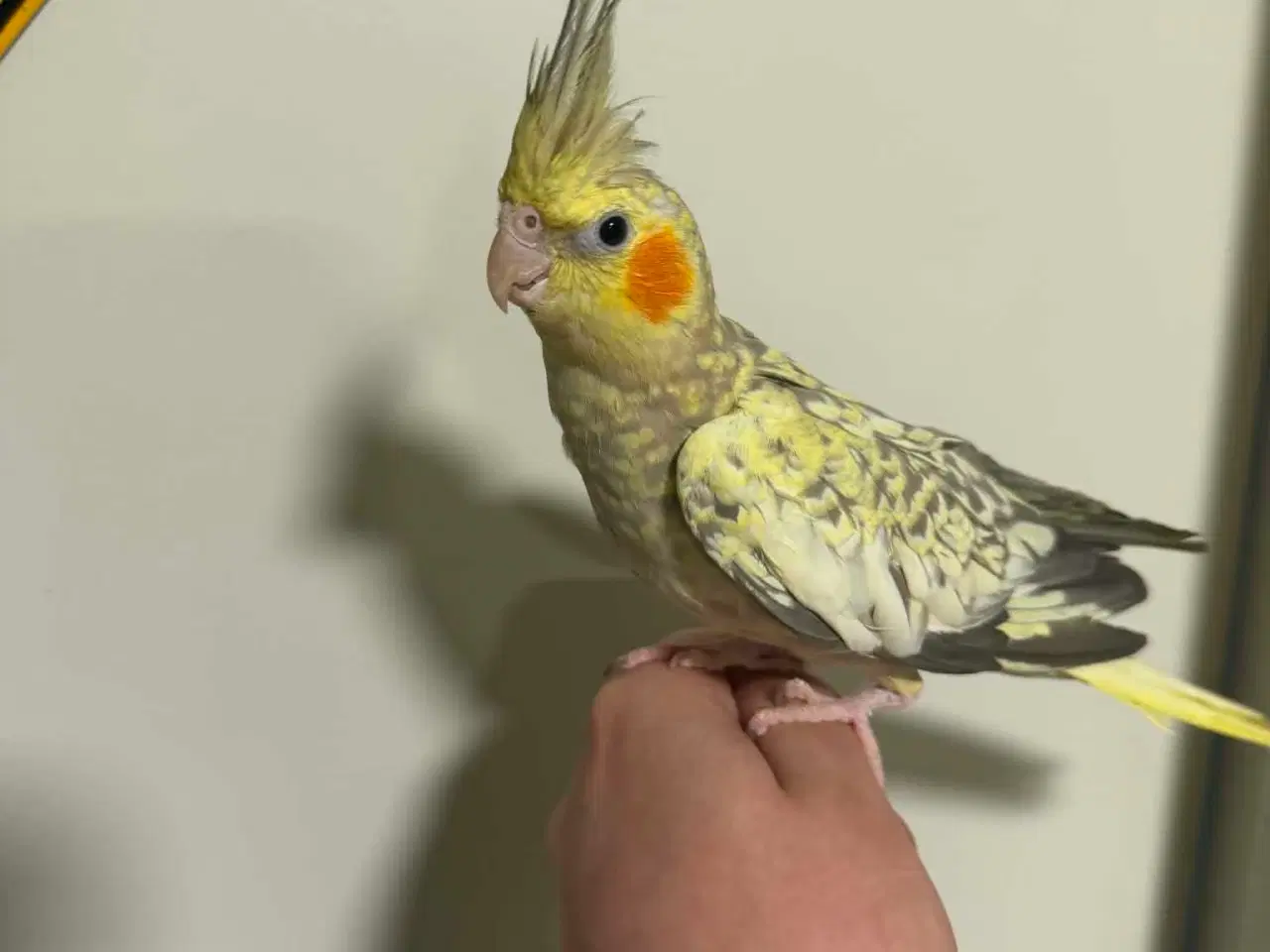 Billede 3 - Nymfeparakit 