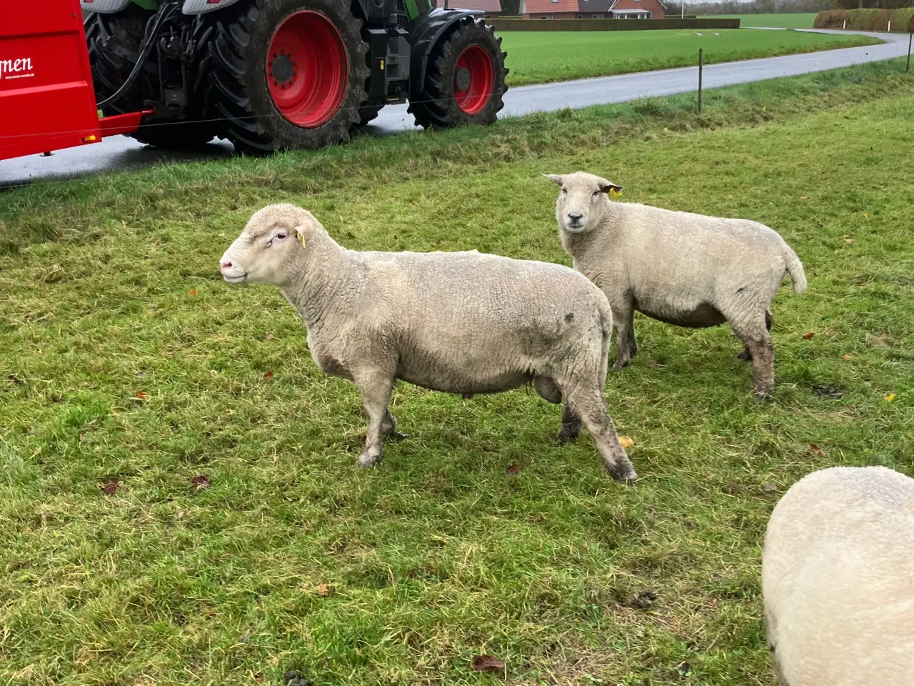 Billede 1 - Dorset vædder