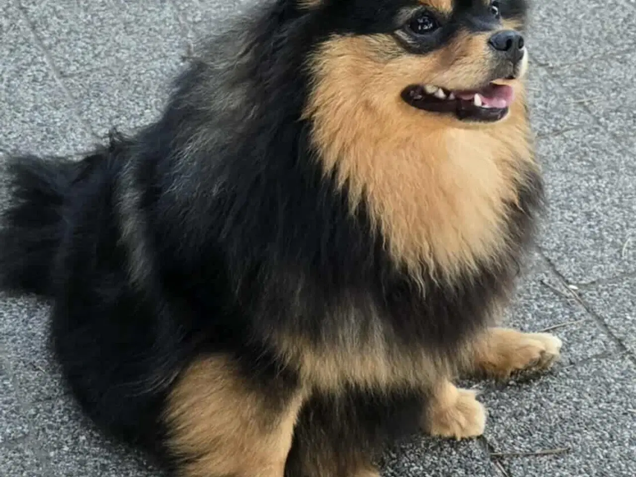 Billede 10 - Skønne Pomeranian-hvalpe
