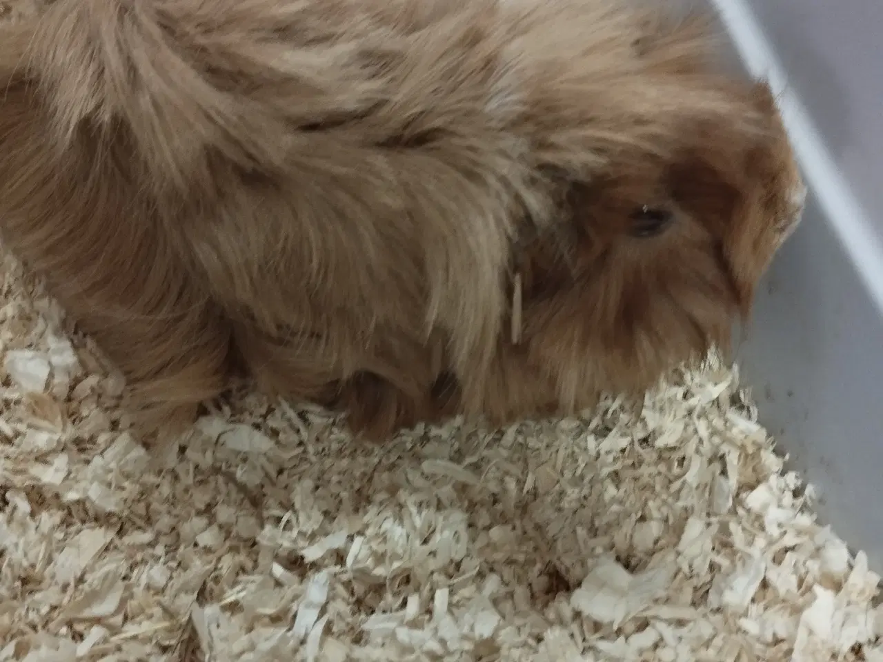 Billede 2 - Ægte sheltie, puruaner ,Texel ,lang hårs hvirvler.