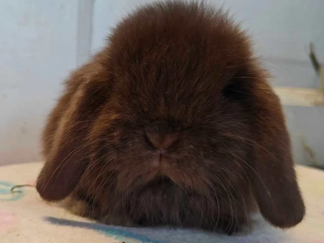 Billede 13 - Minilop