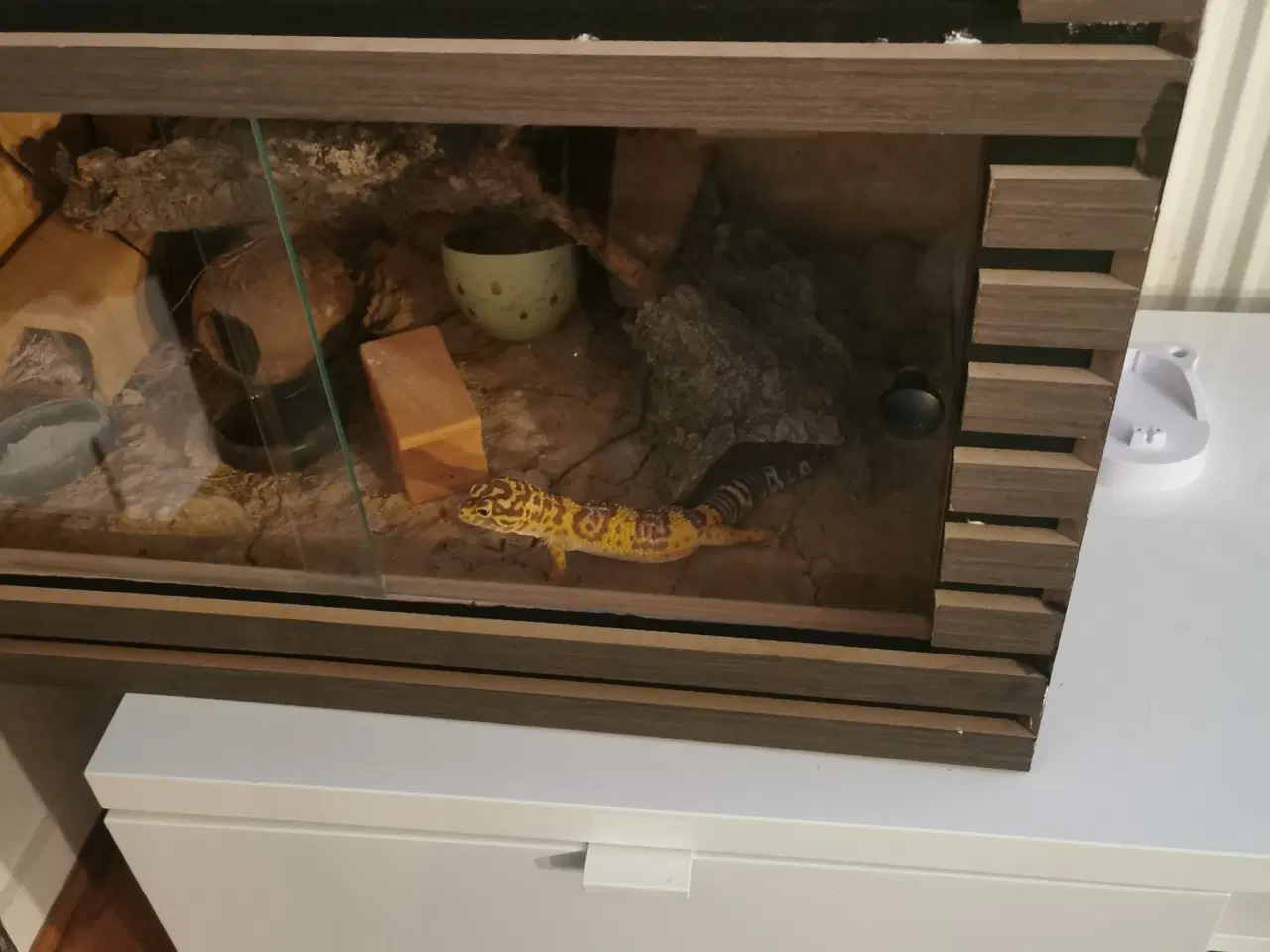 Billede 1 - Leopardgekko med terrarium 