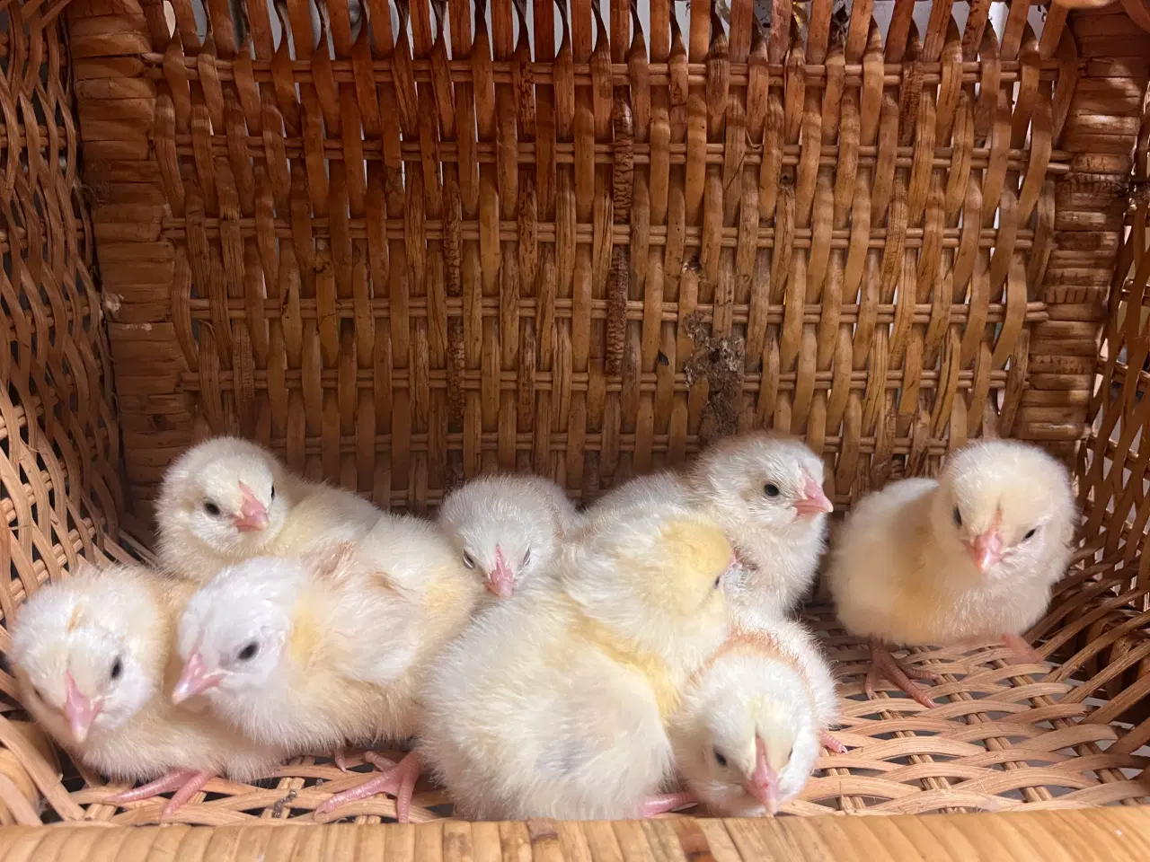 Billede 1 - Kylling la bresse 