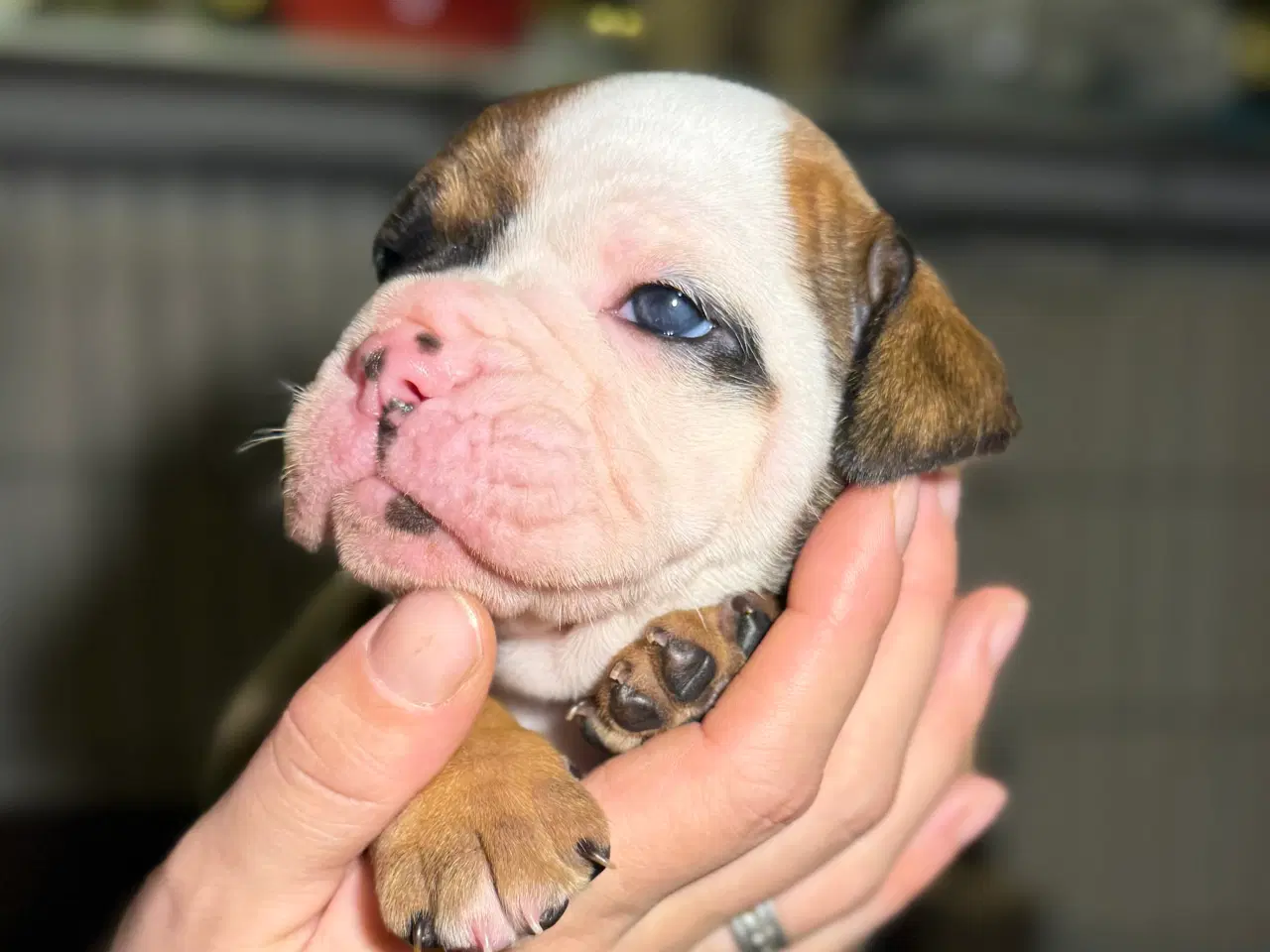 Billede 3 - Old english bulldog 