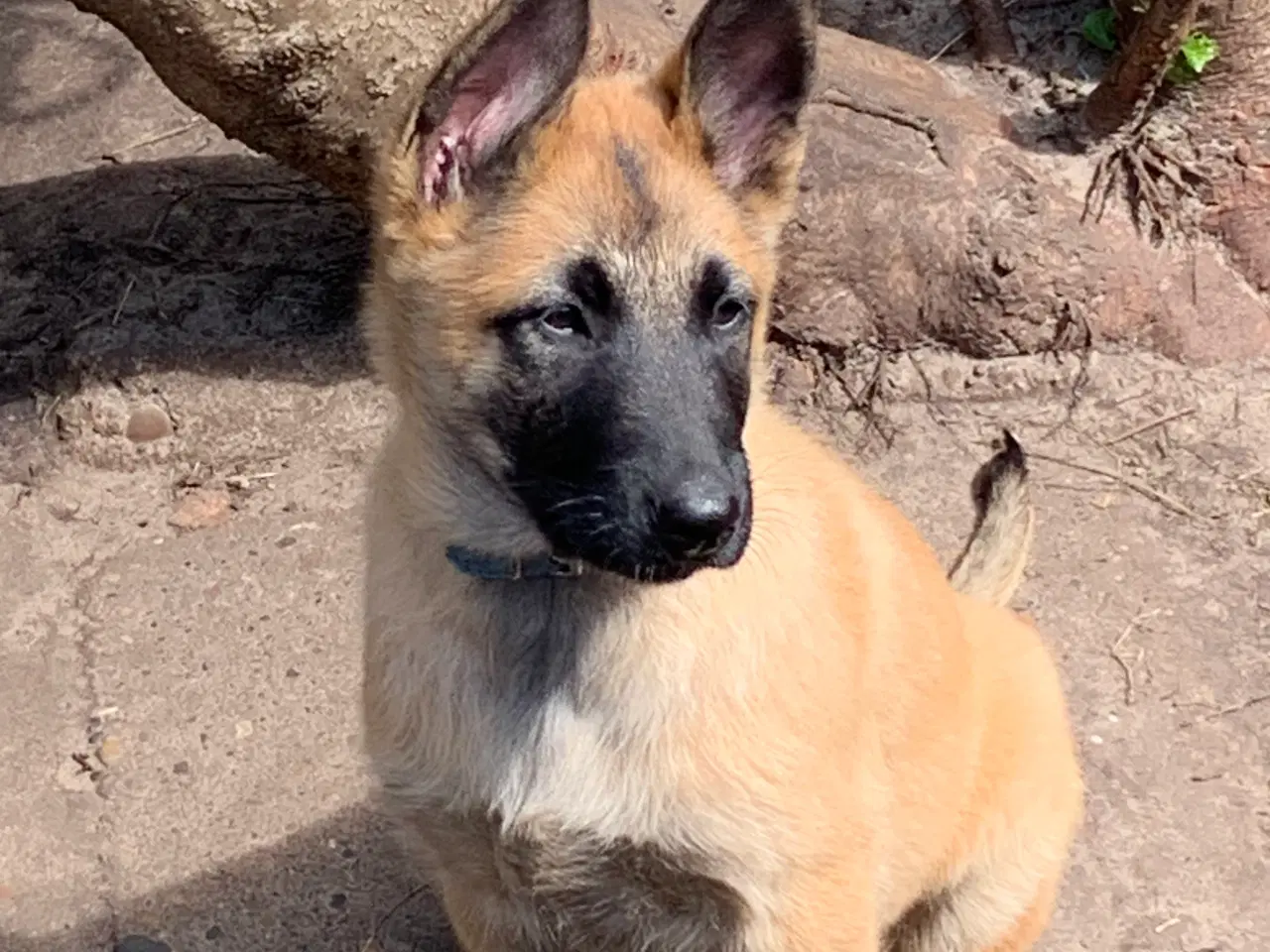Billede 4 - Hunde hvalpe 