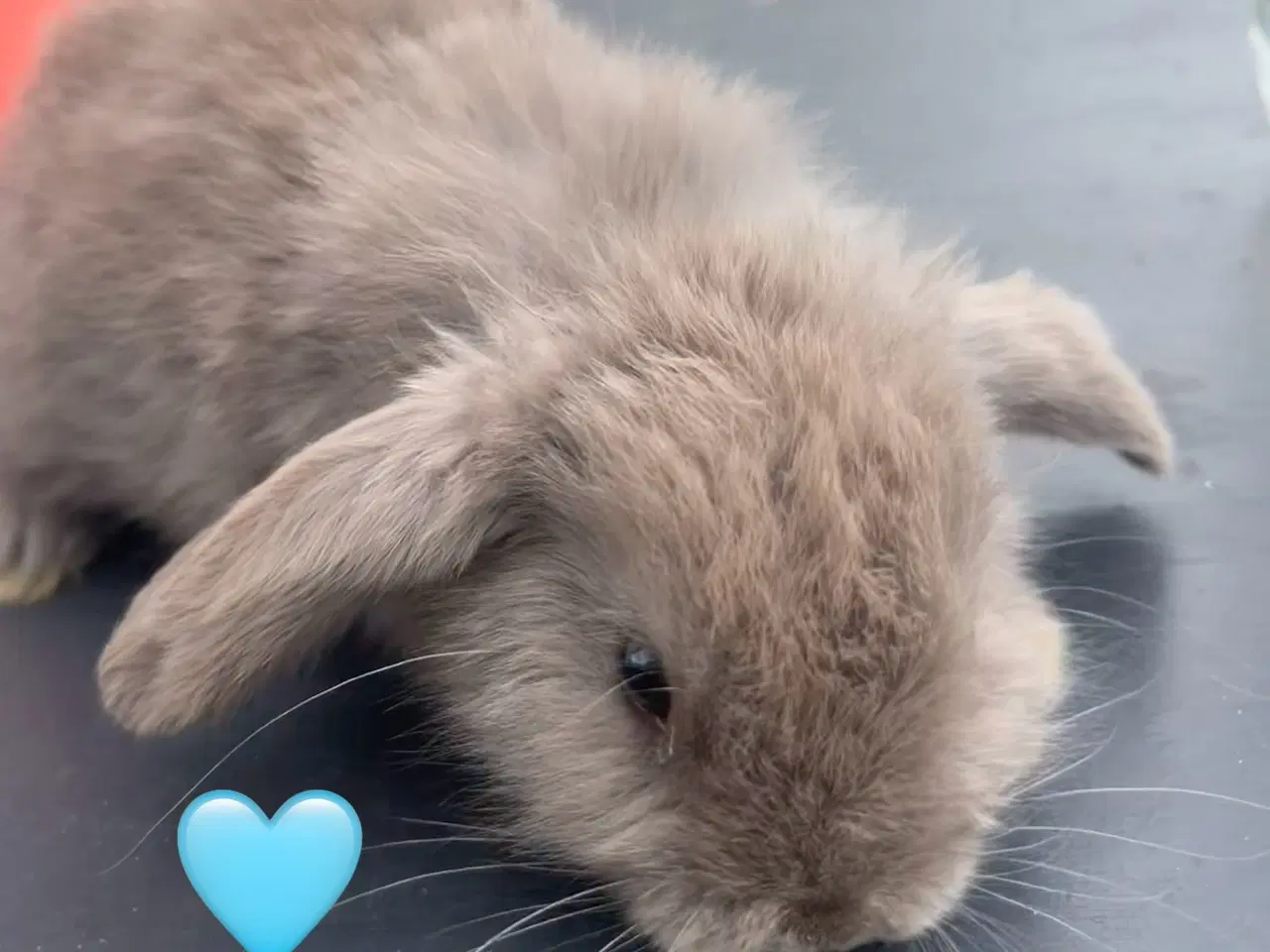 Billede 4 - Mini lop med afkomsattest 