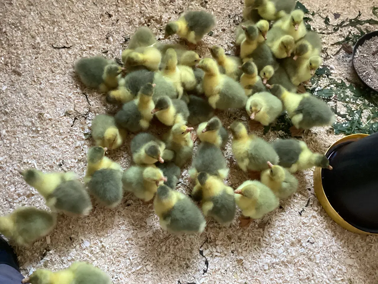 Billede 1 - Gæslinger Sælges.